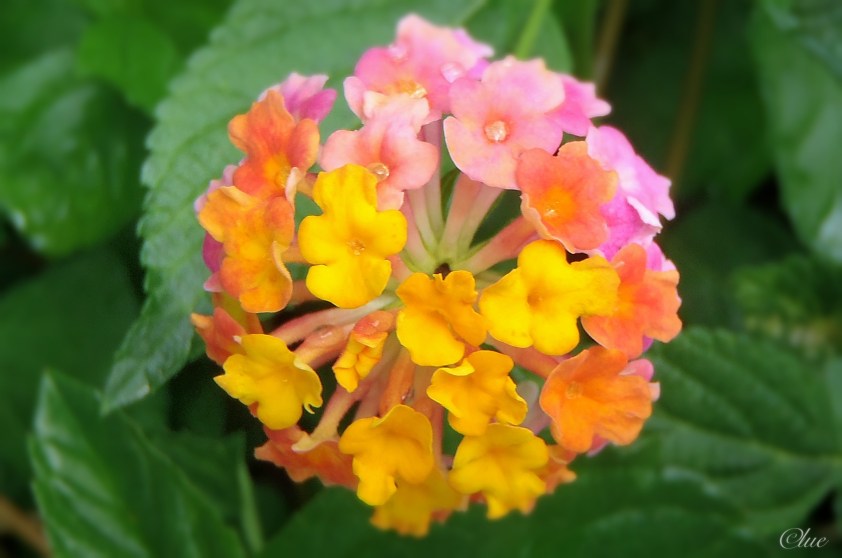 Cliquer pour agrandir