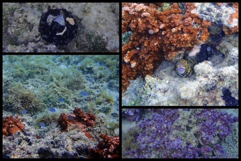 Cliquer pour agrandir