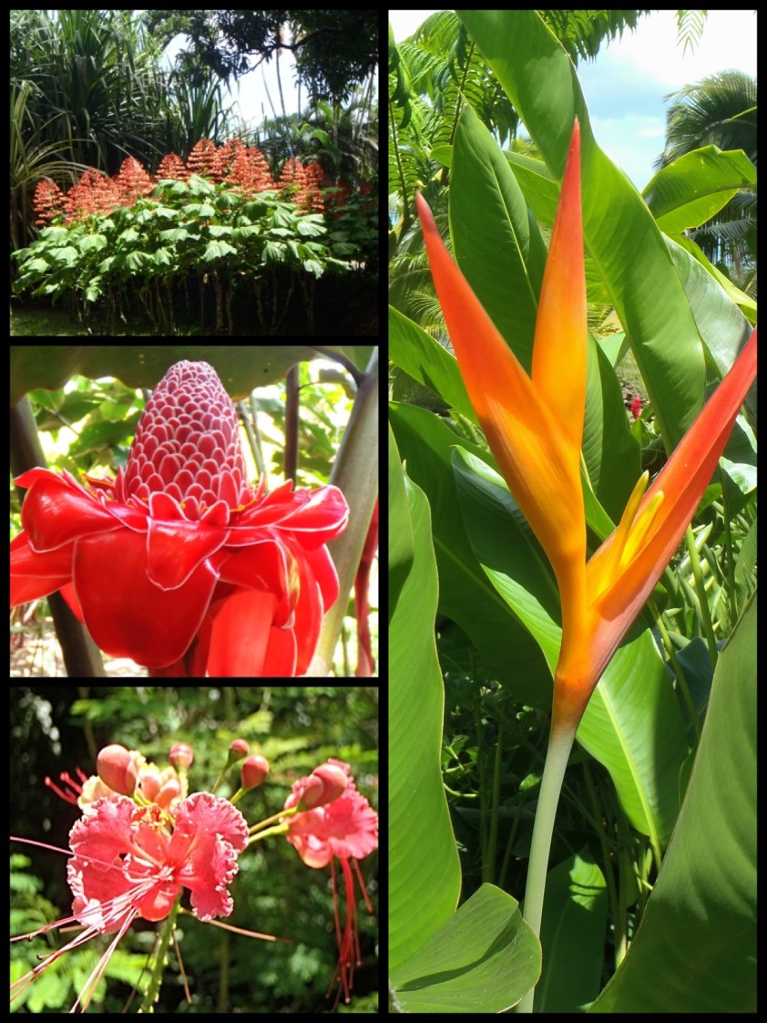 Cliquer pour agrandir