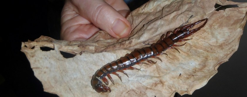 Cliquer pour agrandir