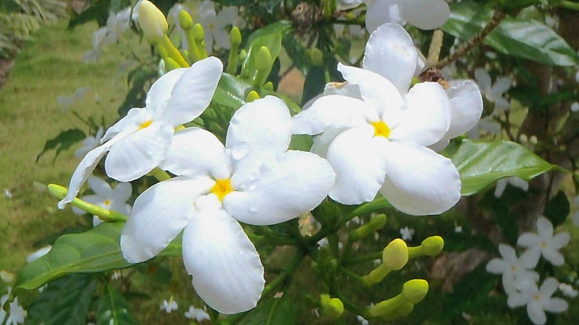 Cliquer pour agrandir