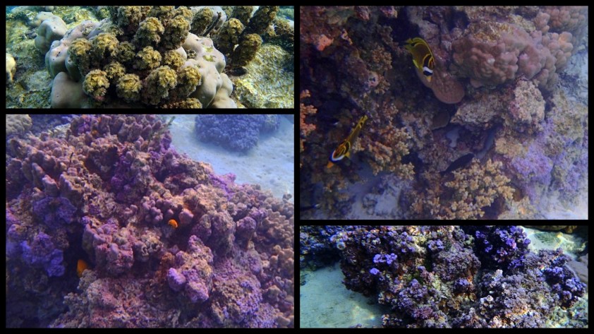 Cliquer pour agrandir