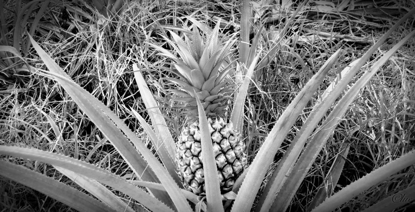 Cliquer pour agrandir