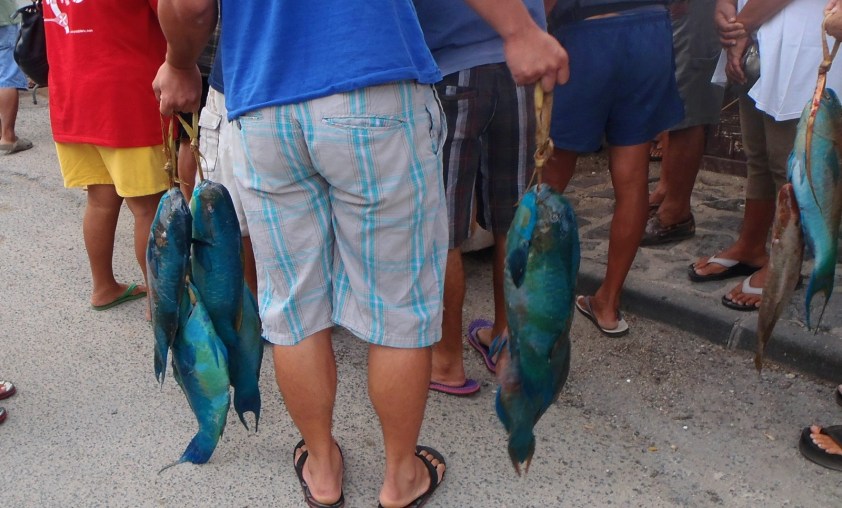 Poissons perroquets - Cliquer pour agrandir