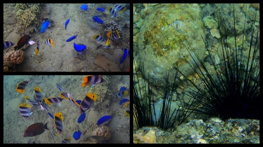 Cliquer pour agrandir