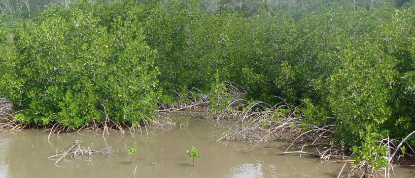Mangroves rouges et héron - Cliquer pour agrandir