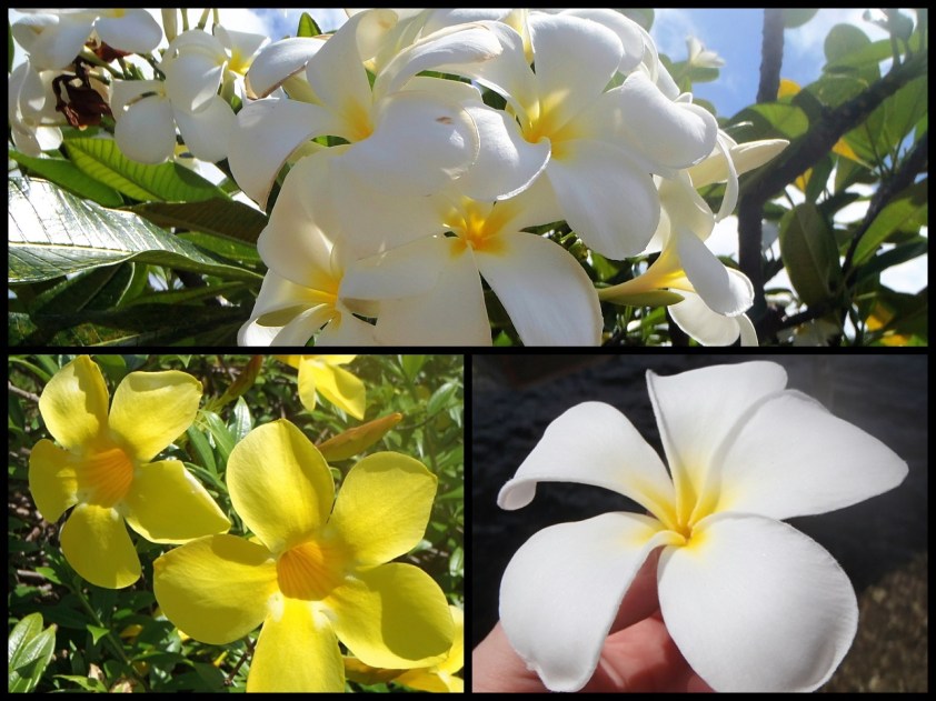 Fleurs de tahiti tiare - Cliquer pour agrandir