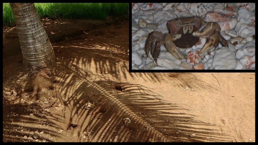 Cliquer pour agrandir