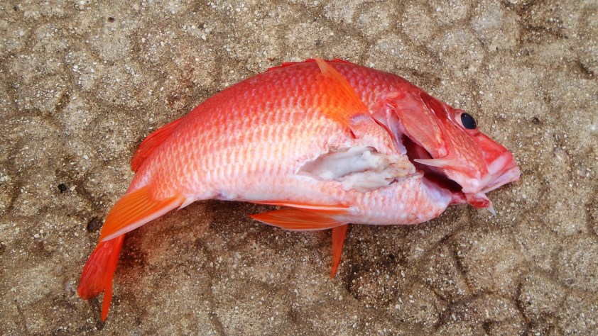 Cliquer pour agrandir