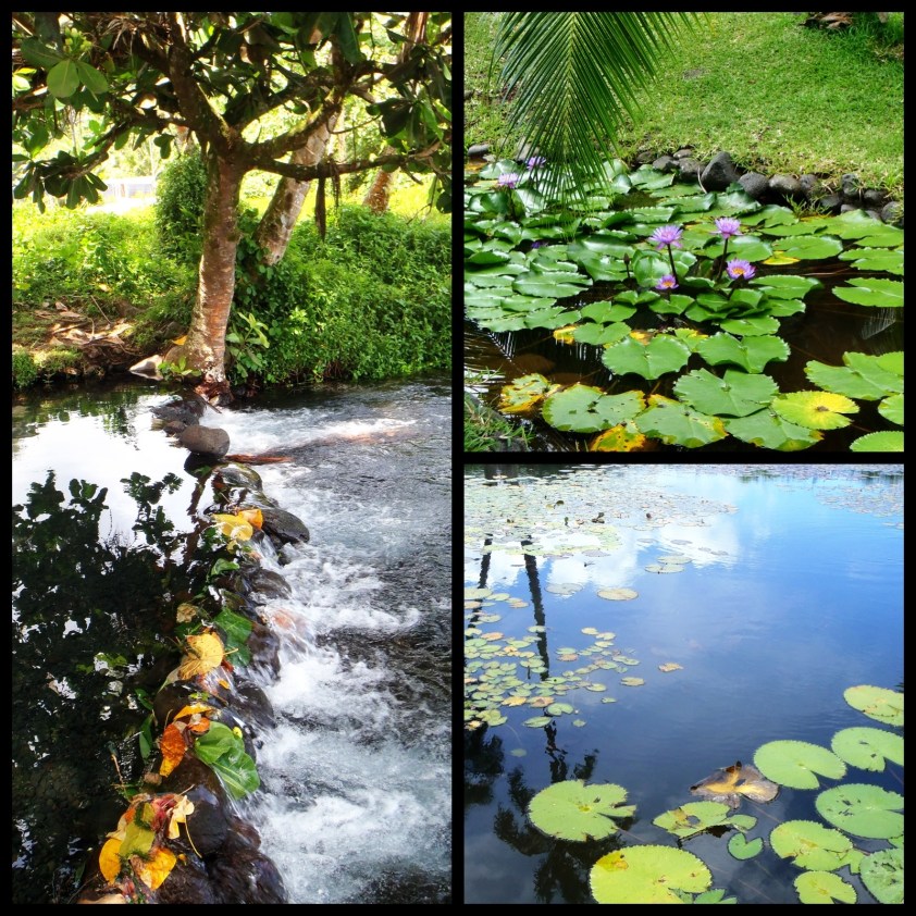 Cliquer pour agrandir