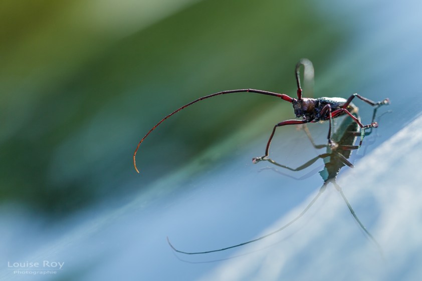 Une longicorne sur le pare-brise de "La Bête" - photo macro pour François Nikon