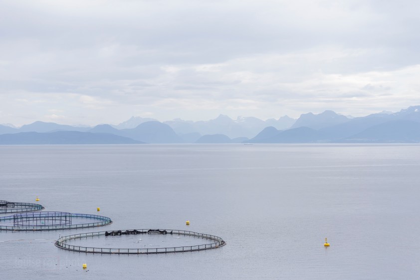 À Solholmen sur l'île d'Otteroya. On voit bien les poissons sauter. Ils s'amusent ou bien ils tentent de fuir cette prison dorée?